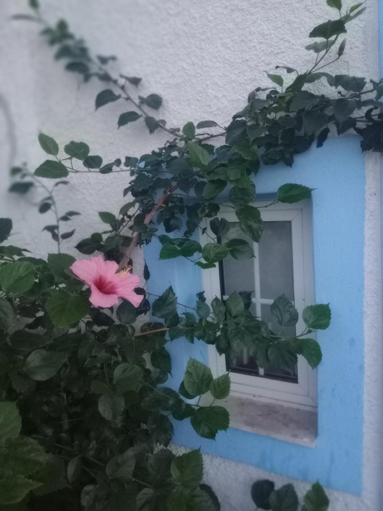 Blue Dolphin Studios&apartment Apartahotel Vagia (Aegina)